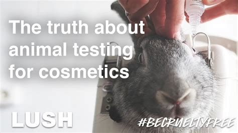 does chanel do animal testing|makeup test on animals.